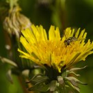 Syrphidae / Hoverflies